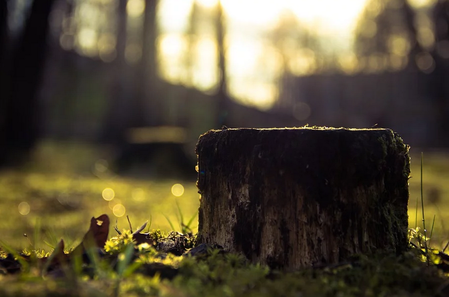 a tree stump in the yard